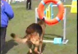 What Can Go Wrong During An Agility Run