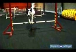 How to Start Your Dog Over Single Pole Jumps