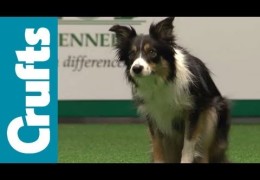 2012 Crufts International Large Dog Agility Finals
