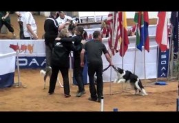 2012 IFCS World Dog Agility Relay