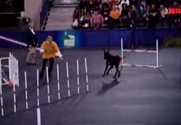 Huge Great Dane Runs A Perfect Agility Course