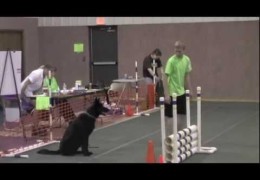 Super Funny German Shepherd Dog Pup’s First Trials