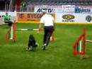 Denmark Wins 2007 FCI WC Large Dog With Super Performances