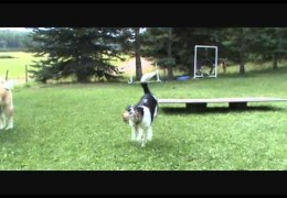 How To Make A Wobble Board For Agility Dogs – Hilarious