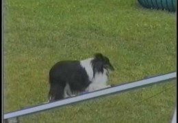 Great Dog Agility Competition Clips
