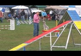 Bedlington Terrier Titus’ Superb Agility MACH Run