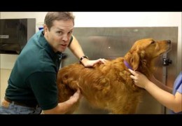 Chiropractic Work Keeps All Dogs Heathy and Happy