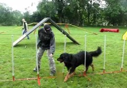 This Hovawart Is Having A Blast On The Agility Course