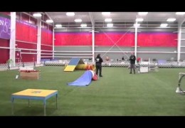 Husky Contracts A Severe Case Of Dog Agility Zoomies