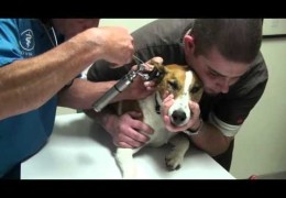 Removal Of Fox Tail From A Dog’s Ear