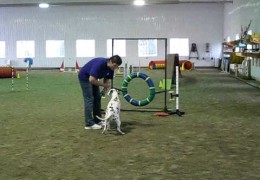 Deaf Dalmatian Holly Wins At Dog Agility