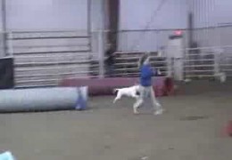 Deaf Bull Terrier Lefty Earning 3rd Tunnelers Elite Leg