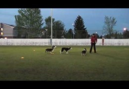 Start Line Proofing With Border Collie Summit