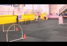 Dog Agility Training With Happy Tails is Just That