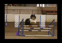 Maggie The Collie Dog Agility Story