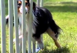 Awesome Border Collies in Slow Motion