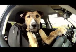 Would You Adopt A Dog That Drives?