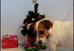 Jesse the Jack Russell Gets Ready for Christmas