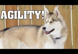 Shelby the Siberian Husky in Dog Agility Class