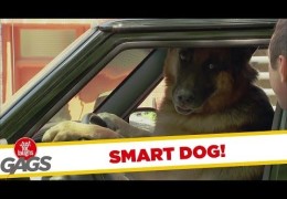 My Dog’s New Years Resolution – Drive a Car