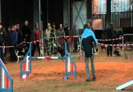 Quin the Border Collie Crushing the Rigby Christmas Dog Agility
