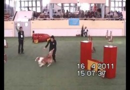 Figaro the Border Collie at His First Competition