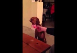 What Happens When Your Dog Hates Your Gift?
