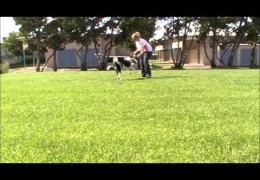 Building Drive and Speed in Dog Agility