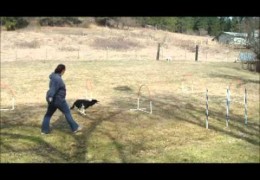 Amanda and Try Demonstrate Layering Dog Agility Lines