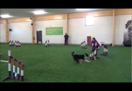 Running The Pros Agility Dogs an Unexpected Pleasure