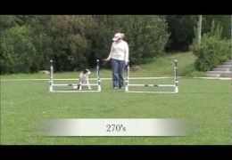 Three Great Agility Dog Jump Exercises