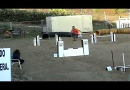 The Dog Agility Ketschker Turn In Action