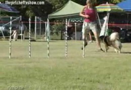 Dog Agility Painful Moments or Bloopers You Decide