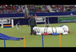 2012 Dog Agility World Championship Spills