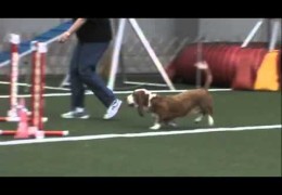 Basset Hound Crushing Dog Agility With Joy