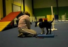 An Adorable First Puppy Agility Class