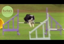 Don Burke Visits IPCS to Talk About Dog Agility