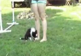 Riot The Border Collie Puppy Learning Through Play