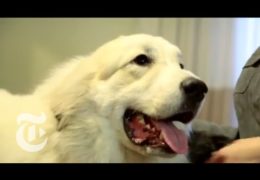 Westminster Dog Show – V.I.P. Treatment at Hotel Pennsylvania