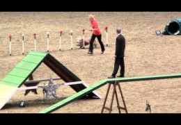 Bearded Collie Winning Run At 2013 Olympia