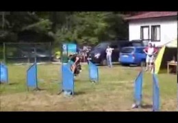 All Bearded Collie Dog Agility Competiton