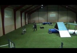These Danish Teams Eat Up This Dog Agility Course