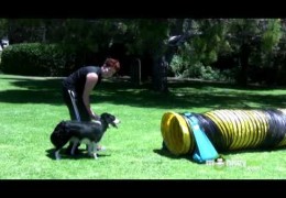 How To Start Your Agility Dog Through Tunnels