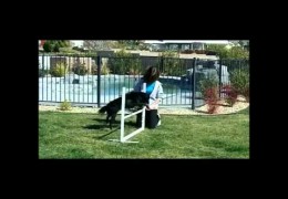 How To Start Your Agility Dog’s Jump Skills