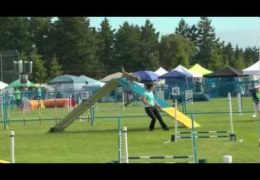 Dizzy & Zappa Really Work This Regional Dog Agility Competition