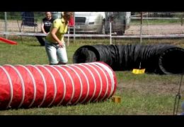 The Beautiful Bouvier Des Flandres in Dog Agility
