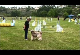 Super Fast USDAA Runs by Amazing Dog Agility Teams