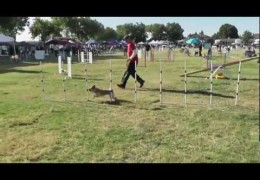 This Pug is Phenomenal in Dog Agility