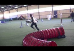 Anéou the Pyrenean Shepherd With No Fear in Dog Agility