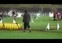 Hitchcock Goes to The European Open Dog Agility